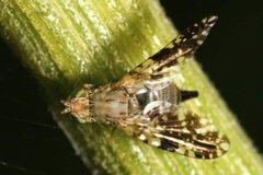 Tephritis conura