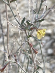 Acleisanthes angustifolia