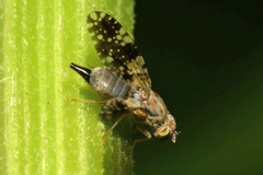 Tephritis conura