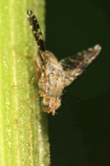 Tephritis conura