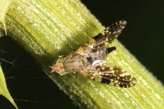 Tephritis conura