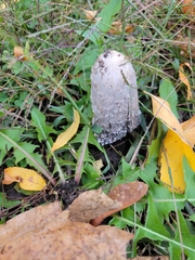 Coprinus comatus