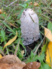 Coprinus comatus