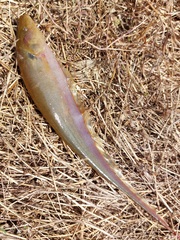 Sternopygus macrurus