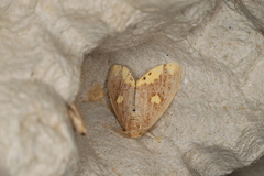 Euproctis quadrangularis