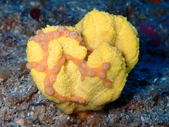 Axinella verrucosa