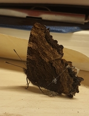 Nymphalis polychloros