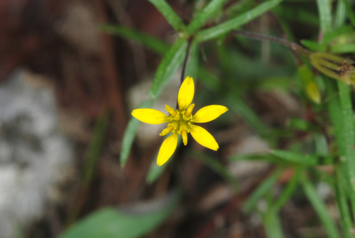 Pectis glaucescens (Cass.) D.J.Keil