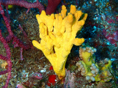 Axinella verrucosa
