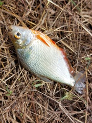 Red-Bellied Tetra photo 2