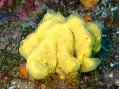 Axinella verrucosa