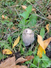 Coprinus comatus