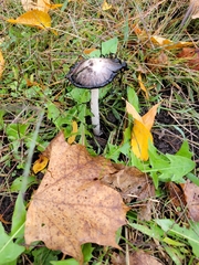 Coprinus comatus