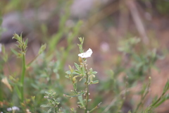 Scaevola hamiltonii