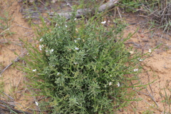 Scaevola hamiltonii
