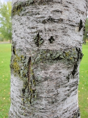 Betula