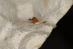 Choreutis achyrodes