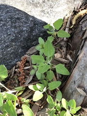 Chenopodium album album