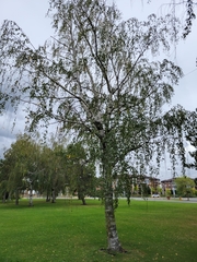 Betula