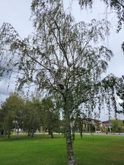 Betula