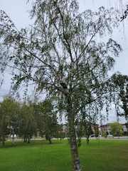 Betula
