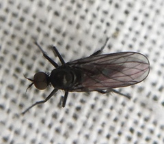 Rhamphomyia