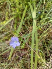 Linum marginale