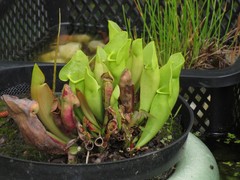 Sarraceniaceae