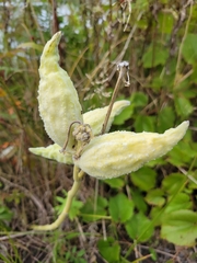 Asclepias syriaca