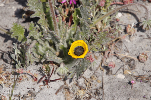 Image of Arctotis breviscapa by (c) Tony Rebelo, some rights reserved (CC BY-SA)
