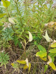 Asclepias syriaca