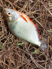 Red-Bellied Tetra photo 3