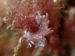 Facelina rubrovittata