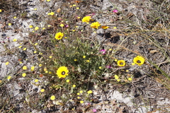 Arctotis breviscapa