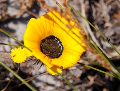 Arctotis breviscapa