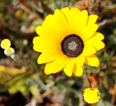 Arctotis breviscapa