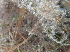 Acanthophora spicifera