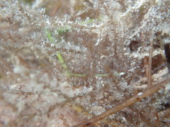 Acanthophora spicifera