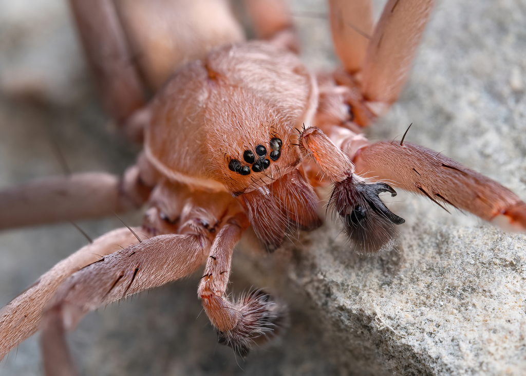 Titiotus heberti