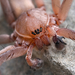 Zoropsid Spiders - Photo (c) Marshal Hedin, some rights reserved (CC BY-NC-SA)