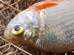 Red-Bellied Tetra photo 4
