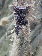 Botrylloides leachii