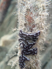 Botrylloides leachii