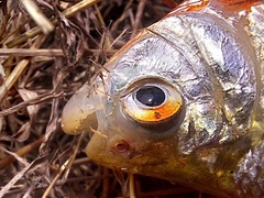 Red-Bellied Tetra photo 5