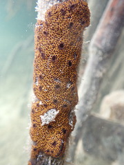 Black Synascidia photo 4