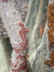 Botrylloides leachii