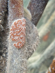 Botrylloides leachii