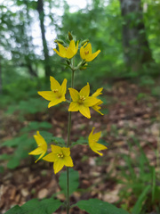 Lysimachia verticillaris