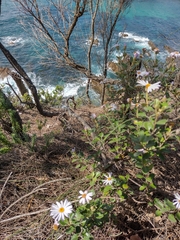 Olearia tomentosa
