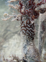 Botrylloides leachii